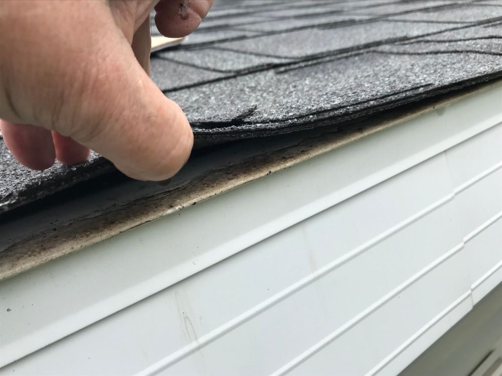 Hand lifting a damaged asphalt shingle on a roof, revealing underlying wood. White siding below.